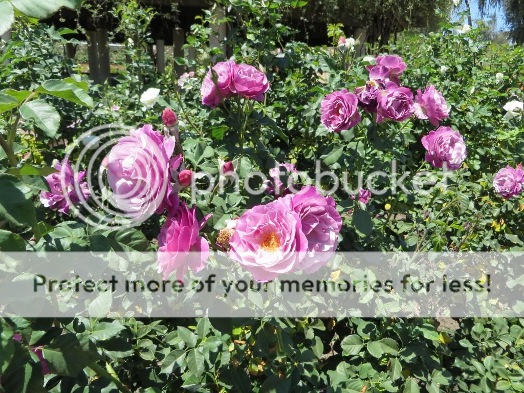 photo IMG_0565_zps92e30865.jpg